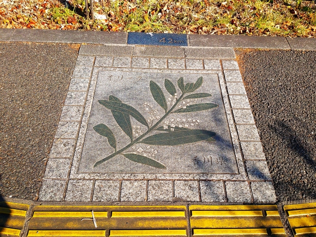 香川県の花　オリーブ
