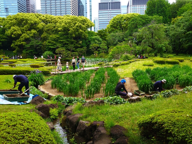 菖蒲田